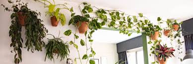 Can you hang a plant from drywall?